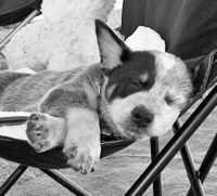 Australian Cattle Dog