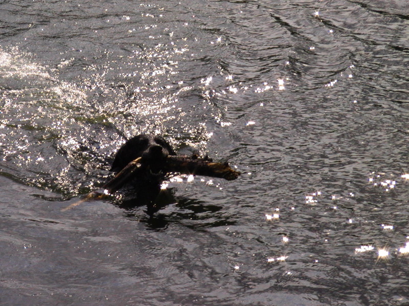 zwemmend stokken apporteren!