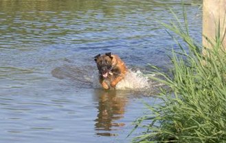 De viperwaterscooter