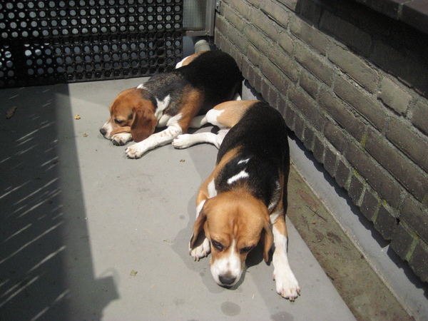 beagledutje in de zon...