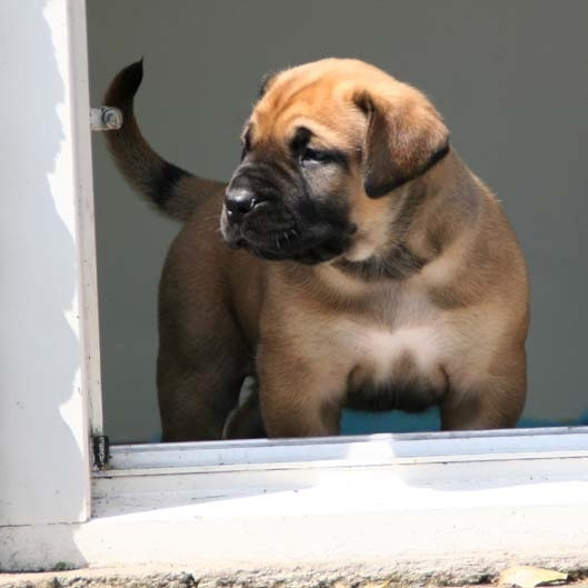 Boerboel