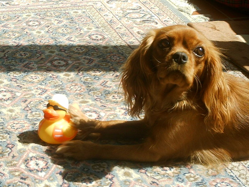 Lovely en haar eendje