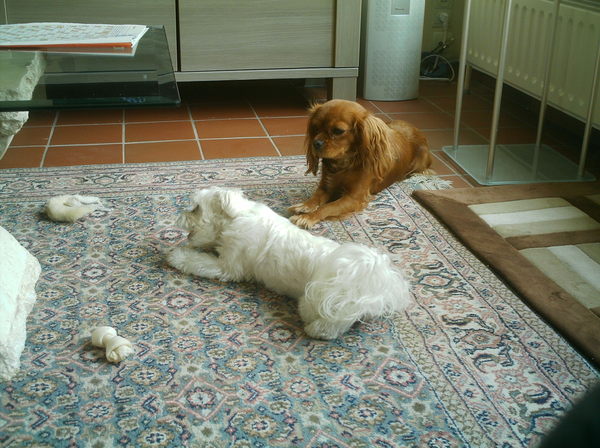 Dat beentje is voor mij????