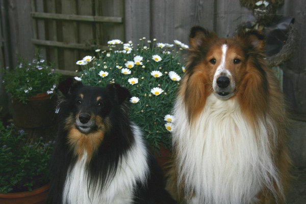 Sheltie