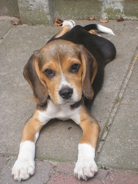 Beagle
