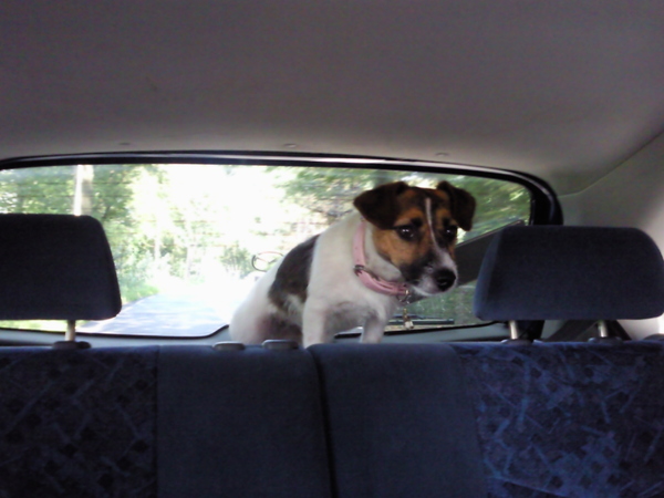 qoucha op de achterbank