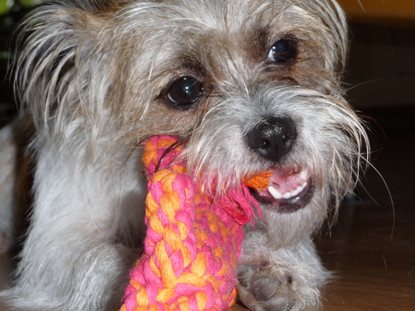 minou en haar touw :)