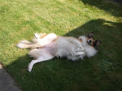 Miera,s Hobby is Rollebolle in ,t gras.