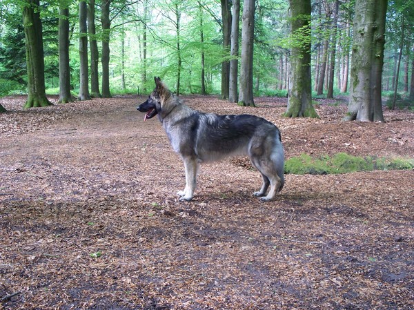Shiloh Shepherd