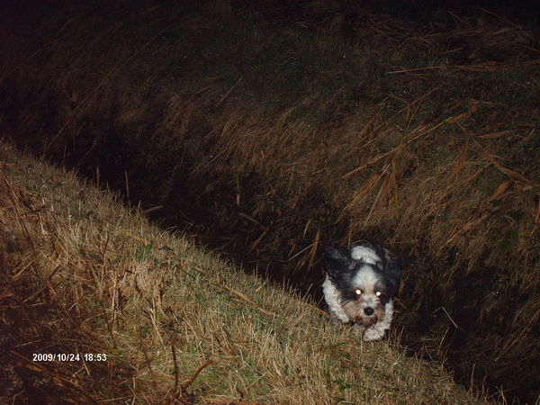 Turbo komt uit de sloot gesprongen