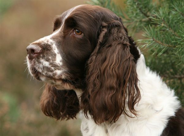 Engelse Springer Spaniel