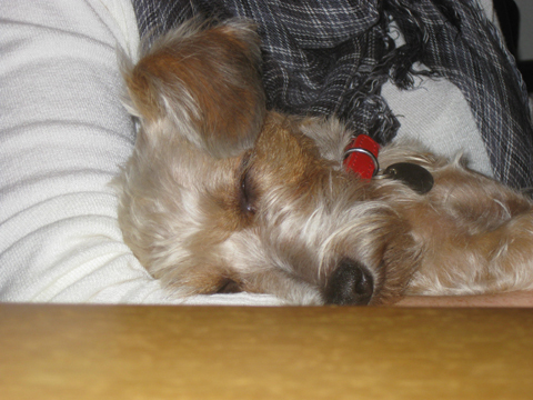 Weg doezelen en slapen.