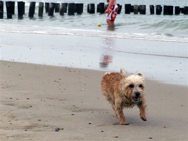 Rennen rennen, en nog eens rennen! 
