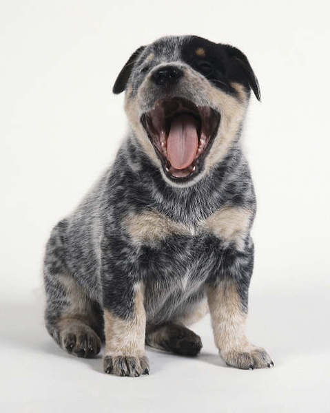 Australian Cattle Dog