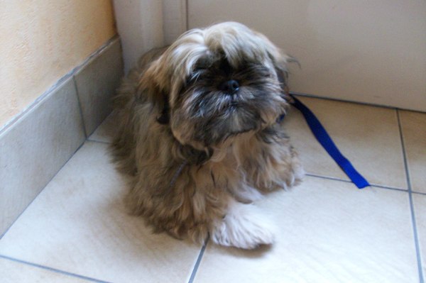 Shih Tzu