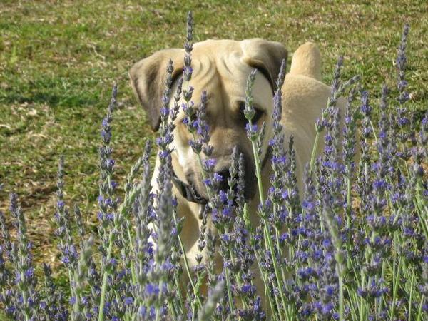 Kiki vangt muizen...