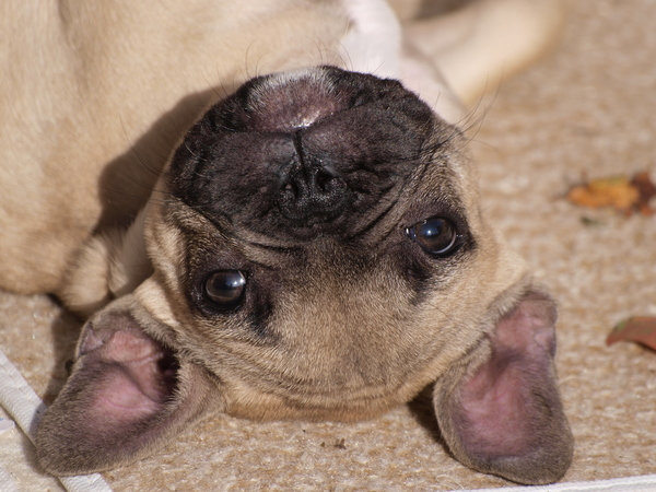BUDDY IN DE ZON, OKTOBER 2009