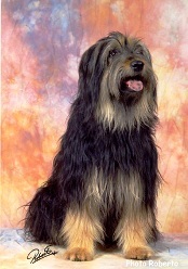 Gos d’Atura Català (Catalaanse herder)