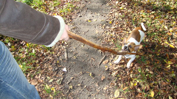 Bonnie en der stok verslaving