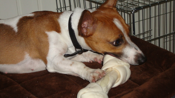 Bonnie met haar kluif hoe groter hoe beter