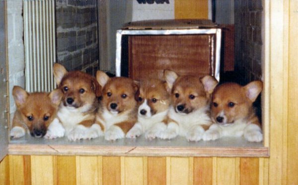 Welsh Corgi Pembroke