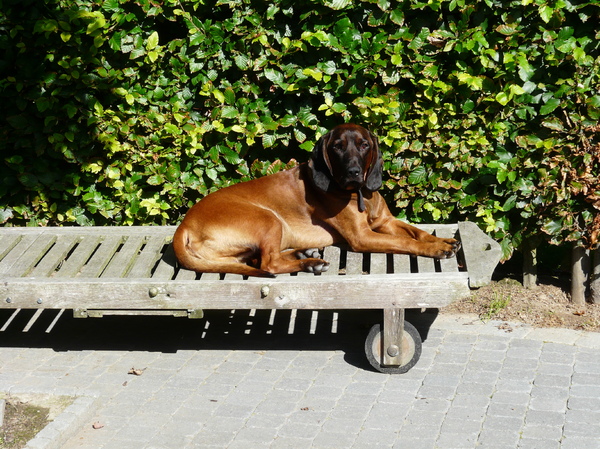 Bayerischer Gebirgsschweisshund