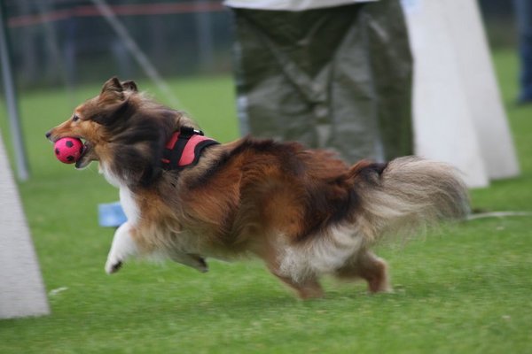 flyball