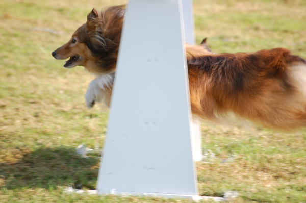 flyball