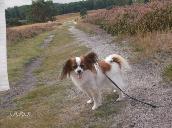 Epagneul Nain Continental