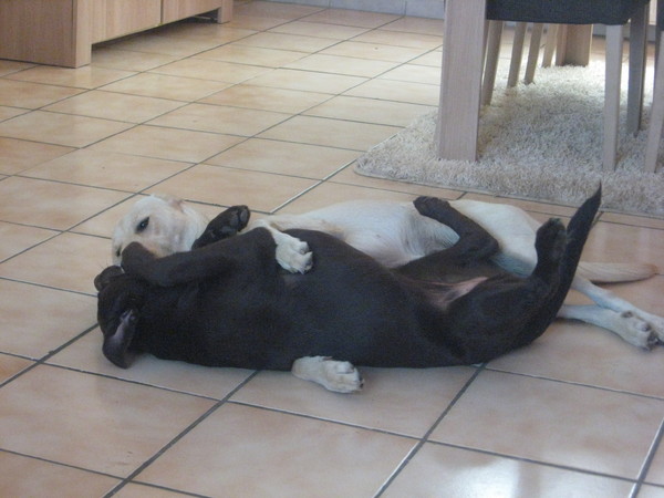 Lucky en Joy aan het spelen