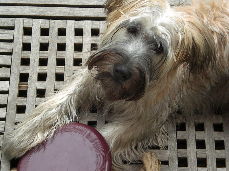 Spelen met zijn frisbee