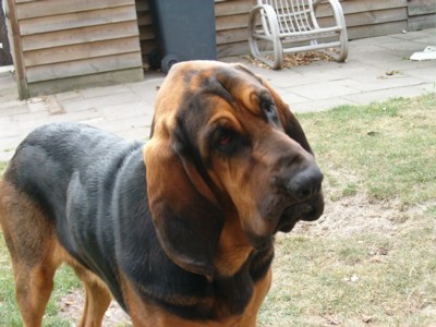 Bloedhond