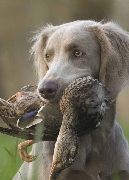Weimaraner