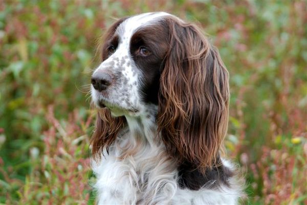 Epagneul Français