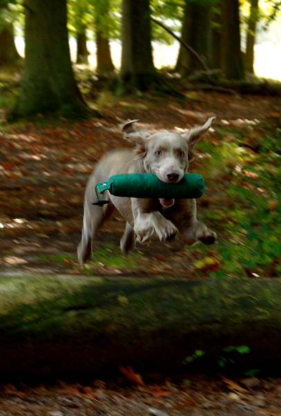 Apport met Hindernissen