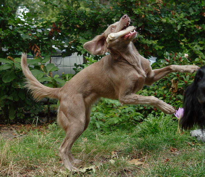 Oh wat fijn een botje