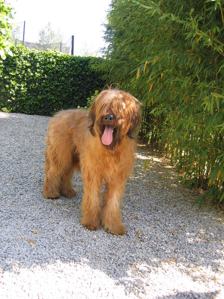 Briard