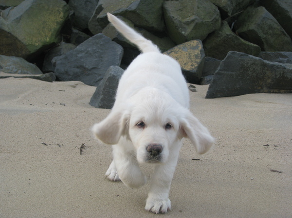 gekke bekken trekken