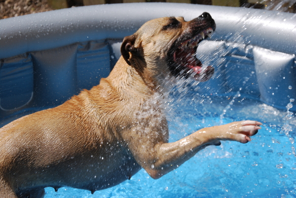 Happen naar druppels....favoriete hobby van Dazzle