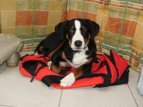 De hond en MIJN hobby samen