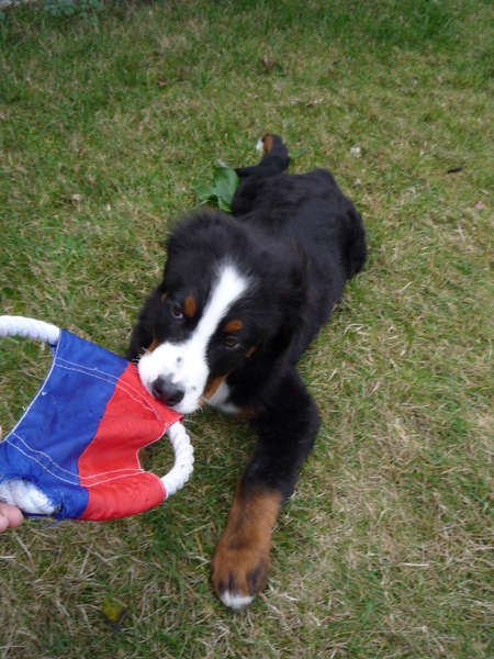 Spelen met de frisbee