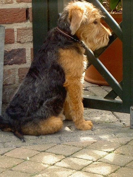 Welsh Terrier