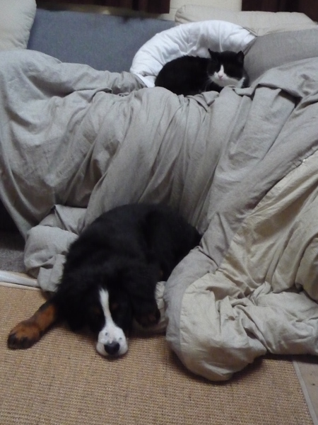 Slapen dicht bij de kat