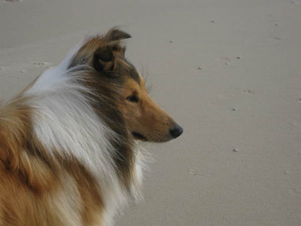 Schotse Herdershond, Langhaar