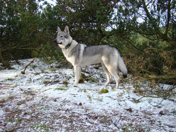 Tsjechoslowaakse Wolfhond