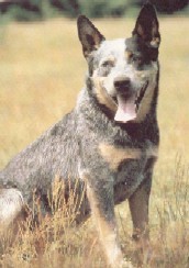 Australian Cattle Dog