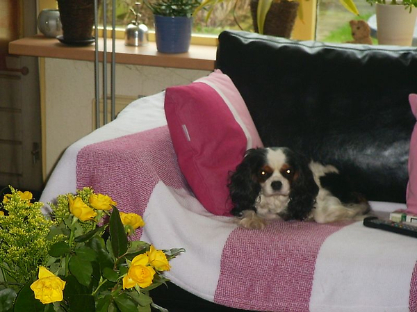 Als een Koning op de bank