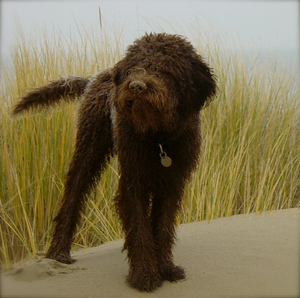 Lagotto Romagnolo