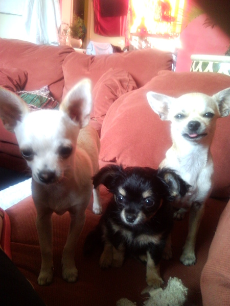 macho,phoebe en uk in afwachting van een koekje...