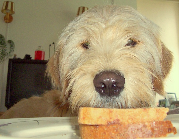 HOEZO EEN SCHOOIERTJE?